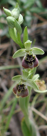 Ophrys bornmuellerii whole