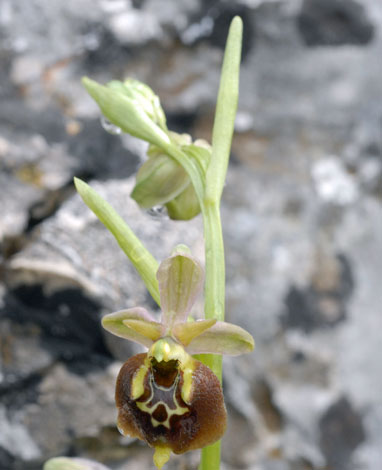 Ophrys fuciflora ssp parvimaculata whole