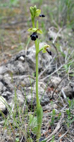 Ophrys iricolor whole