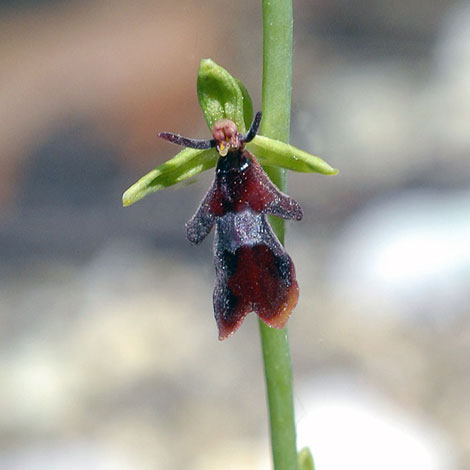 Ophrys insectifera close
