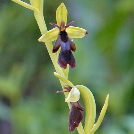 Ophrys inesctifera Pyrenees close