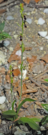 Ophrys insectifera whole