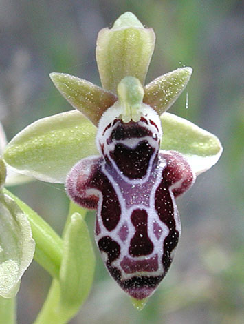 Ophrys kotschyi group