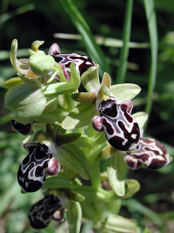 Ophrys kotschyi group