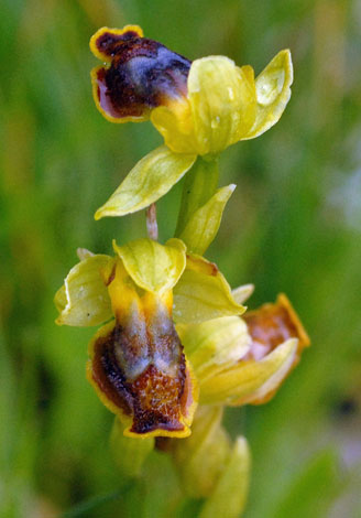Ophrys lutea ssp melena close