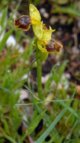 Ophrys lutea ssp melena whole