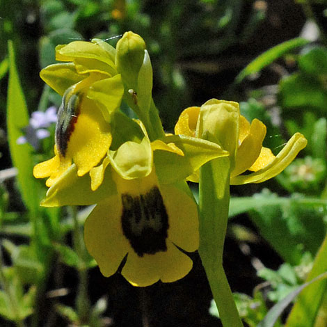 Ophrys lutea close