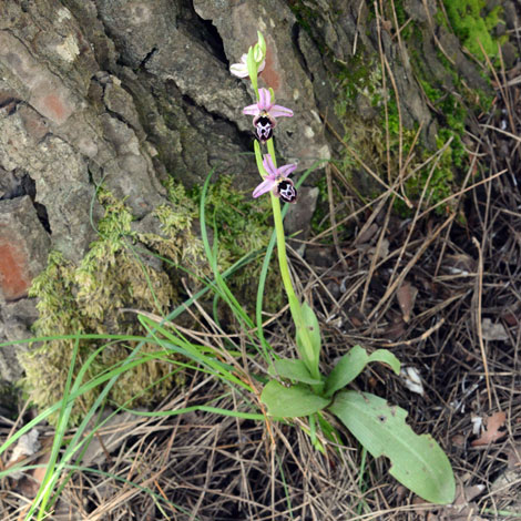 Ophrys reinholdii whole