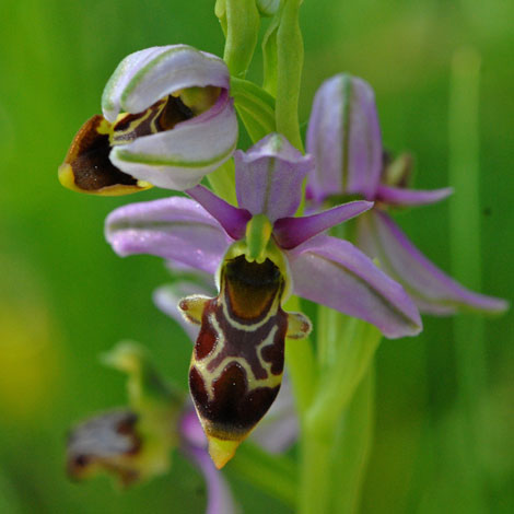 Ophrys scolopax close