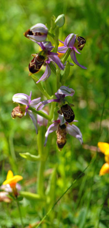 Ophrys scolopax whole