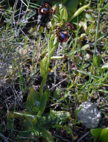 Ophrys speculum whole