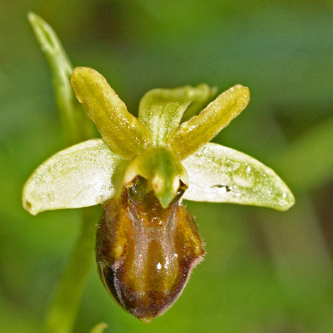 Ophrys sphegodes ssp atrata close