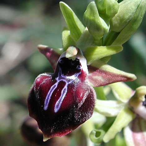 Ophrys sphegodes ssp mammosa whole
