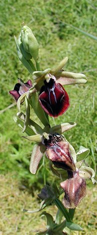  Ophrys sphegodes ssp mammosa whole