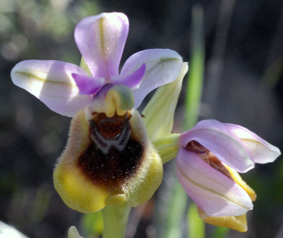 Ophrys tenthredinifera flower