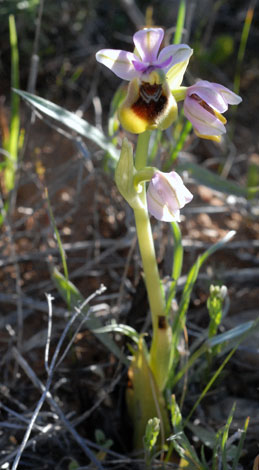 Ophrys tenthredinifera whole