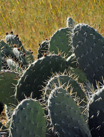 Opuntia dillenii close