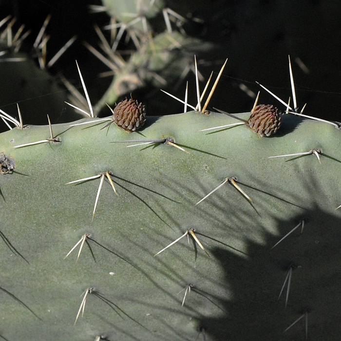 thumbnail image 2 of 10 Sweet Prickly Pear Cactus Seeds - Opuntia Dillenii/stricta 2 of 6