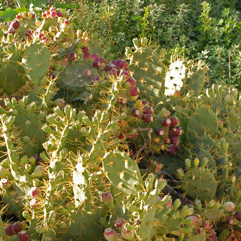 Opuntia dillenii whole