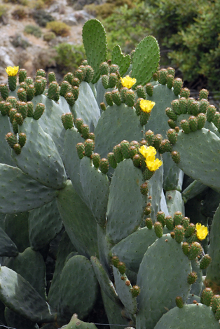 Opuntia ficus-indica