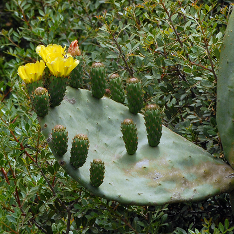 Opuntia ficus-indica