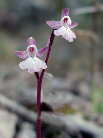 Orchis anatolica