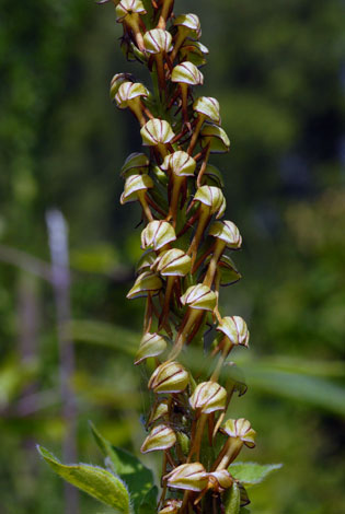 Aceras anthropophorum close