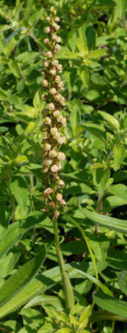 Aceras anthropophorum