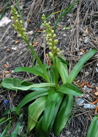 Orchis anthropophora whole