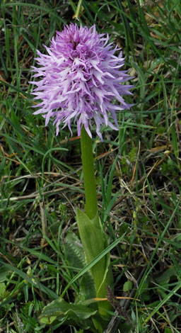 Orchis italica whole