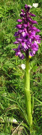 Orchis mascula whole