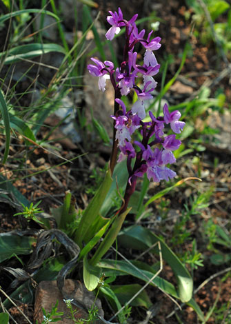 Orchis olbiensis whole