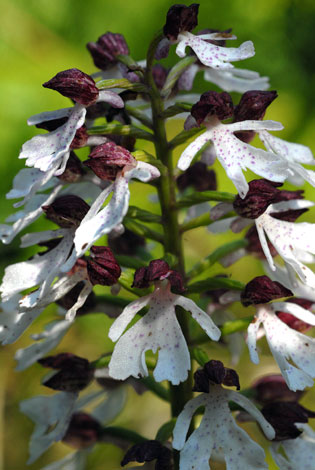 Orchis purpurea close
