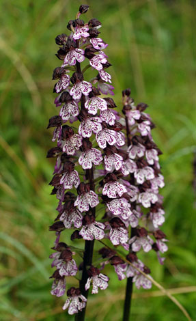 Orchis purpurea Italy close