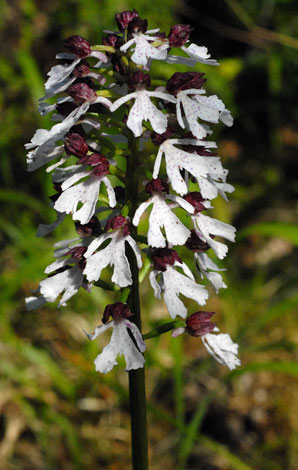 Orchis purpurea spike