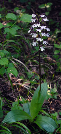 Orchis purpurea whole