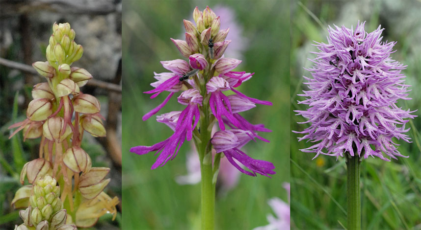 Orchis x bivonae plus parents