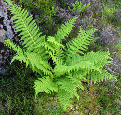 Oreopteris limbosperma