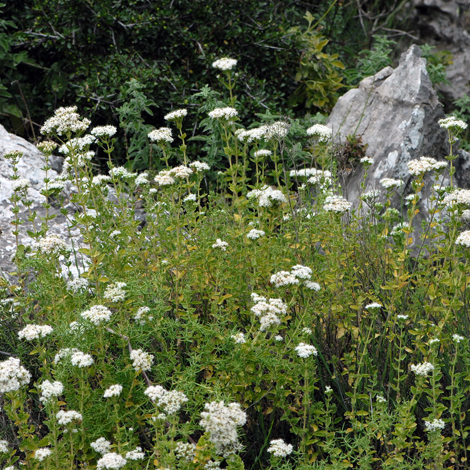 Origanum onites whole