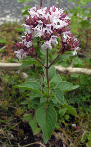 Origamum vulgare close