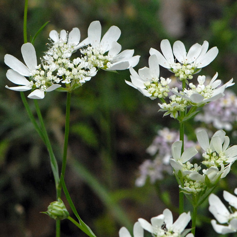 Orlaya grandiflora whole