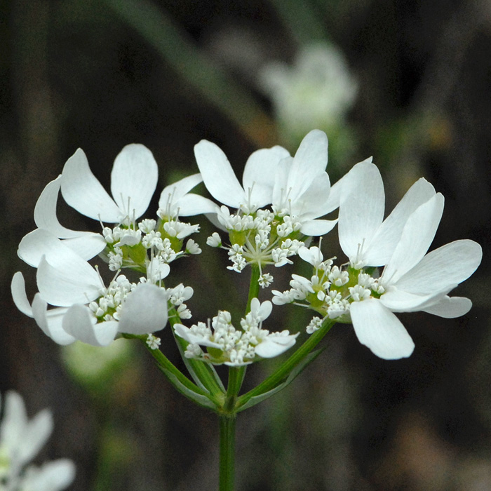 European Wild Plant Orlaya grandiflora White Lace Flower