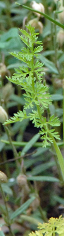 Orlaya grandiflora whole