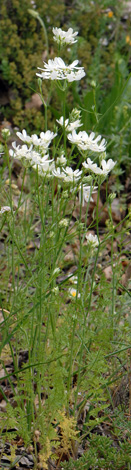 Orlaya grandiflora whole