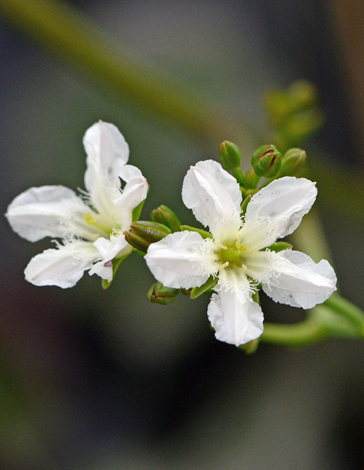 Ornduffia albiflora whole