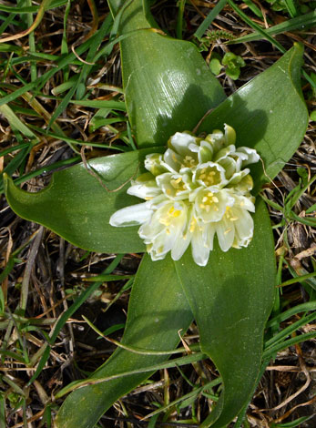 Ornithogalum lanceolatum close