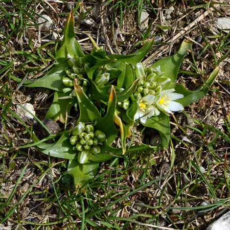Ornithogalum lanceolatum whole