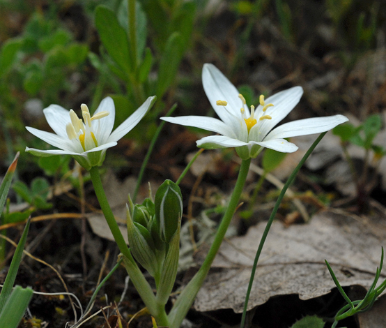 Ornithogallum montanum whole