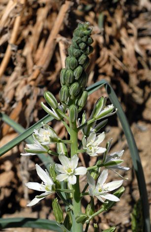 Ornithogalum narbonense close