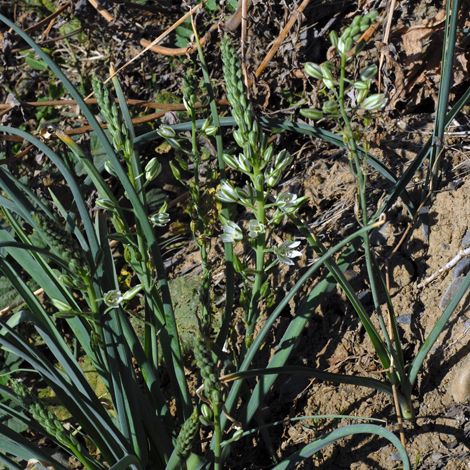 Ornithogalum narbonense whole
